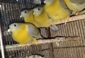 Dove green pigeon pairs Available