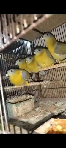 Dove green pigeon pairs Available