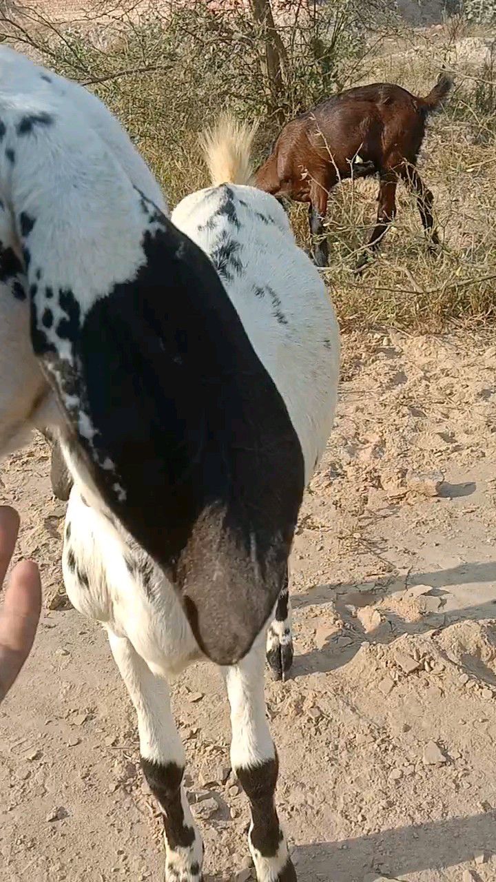 2 path bakri for sale nagra cross