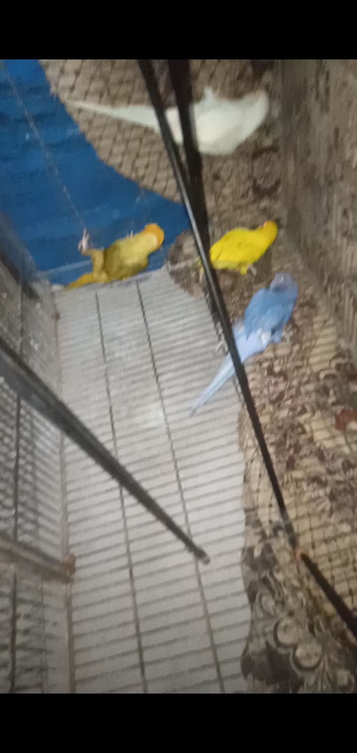 MashAllah yellow ringneck male or female white ringneck pair