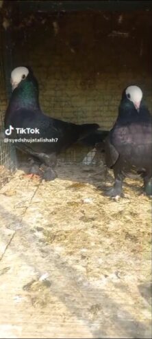 Santinet pair breeder Available Location Rawalpindi tulsa road lalazar