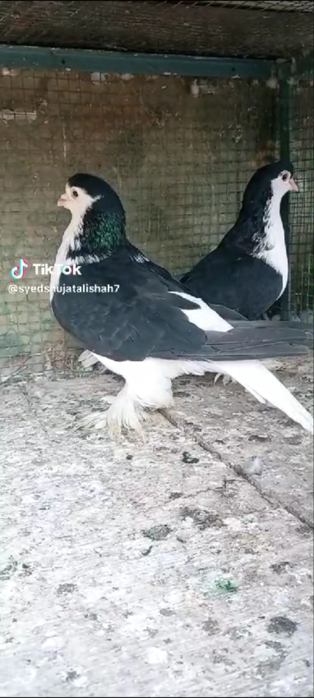 Pigeon sherazi breeder pairs