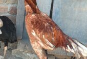I am selling my aseel pair