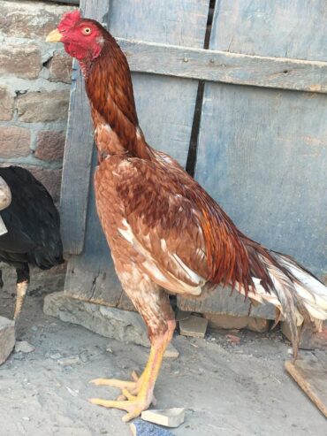 I am selling my aseel pair