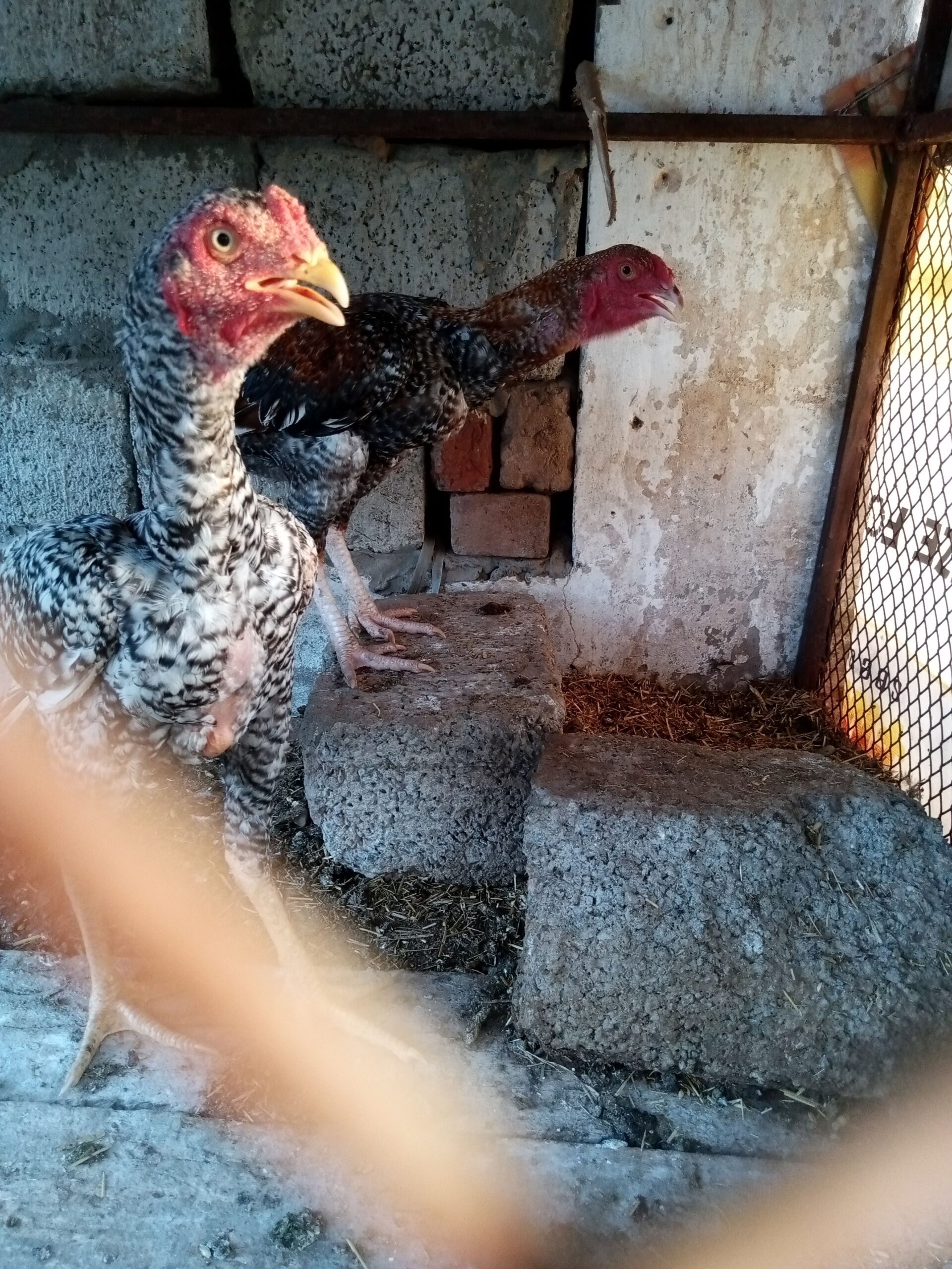 aseel murga for sale