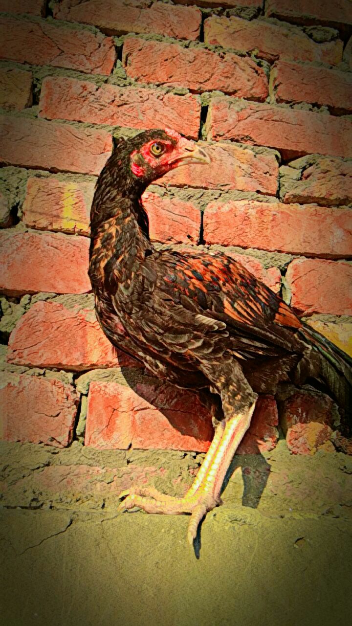 Pure-Mianwali-aseel
