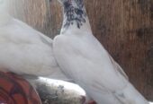 Fakirgull male and parrot beak female