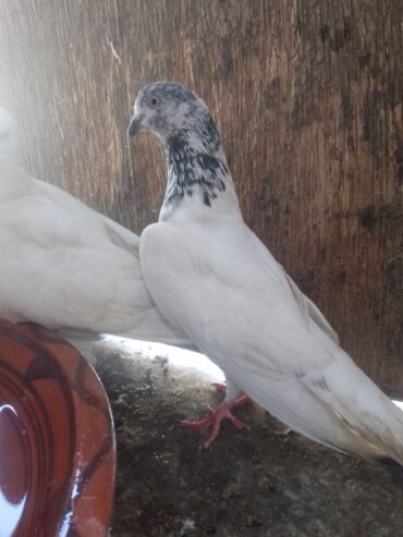 Fakirgull male and parrot beak female