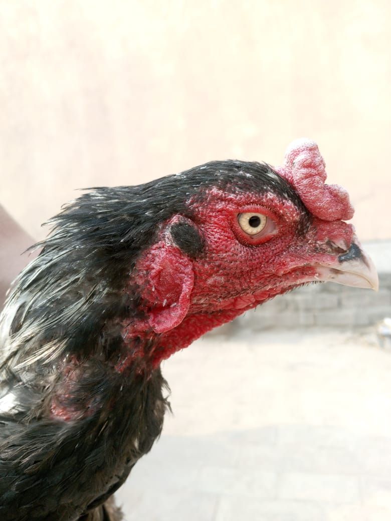 aseel mushka pair