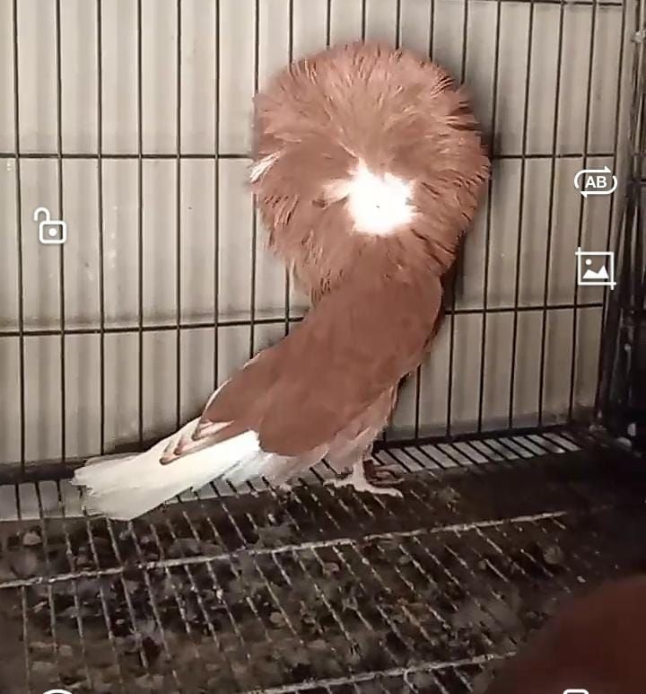 Red Jecobin Breader101%