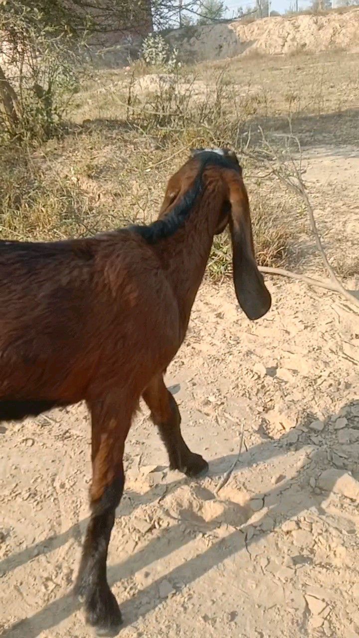 2 path bakri for sale nagra cross