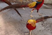 Red golden pheasant