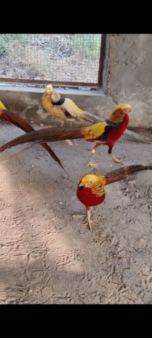 Red golden pheasant