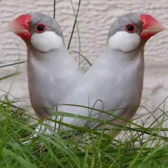 Java finch good condition