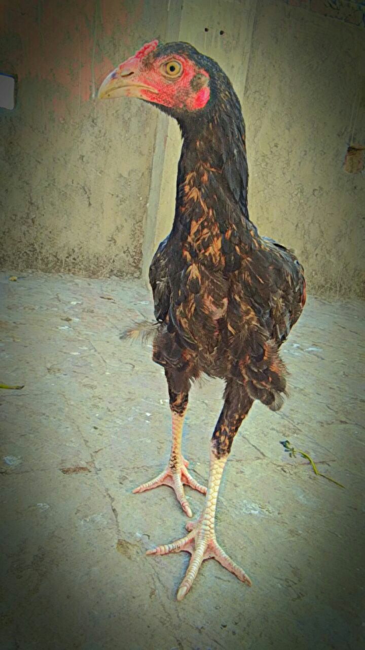 Pure-Mianwali-aseel