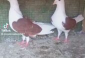 Siddle pigeon pairs Available