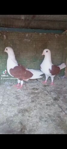 Siddle pigeon pairs Available