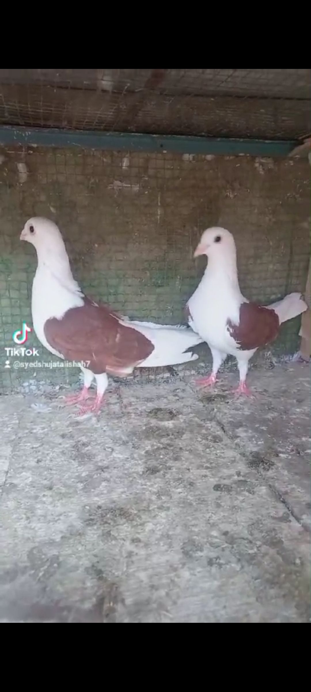 Siddle pigeon pairs Available