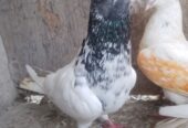 Fakirgull male and parrot beak female