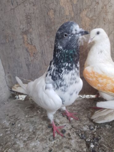 Fakirgull male and parrot beak female