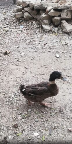 Duck