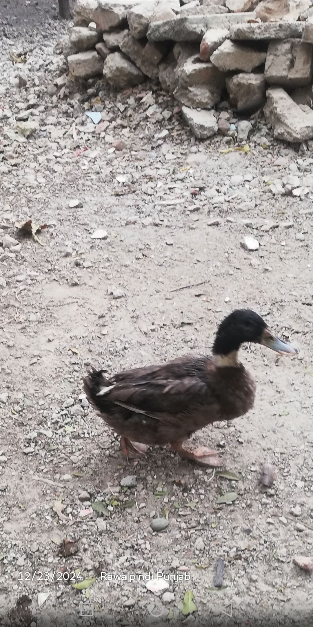 Duck