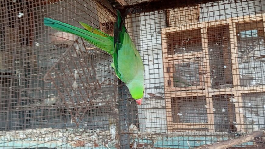 Ringneck male