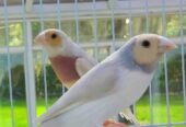 Gouldian finches