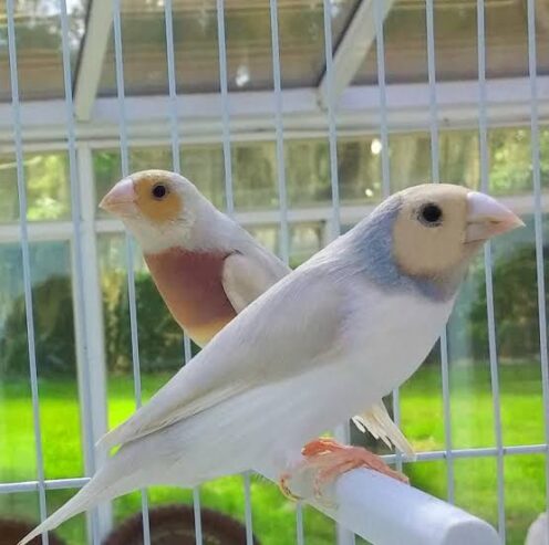 Gouldian finches