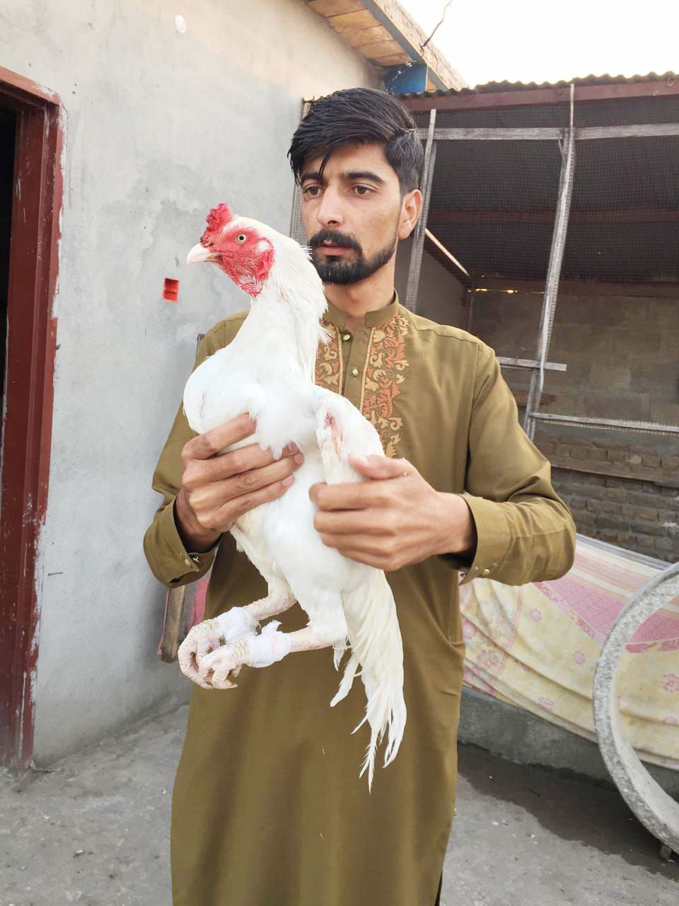 Paper white murga bhoat he mazbot hia
