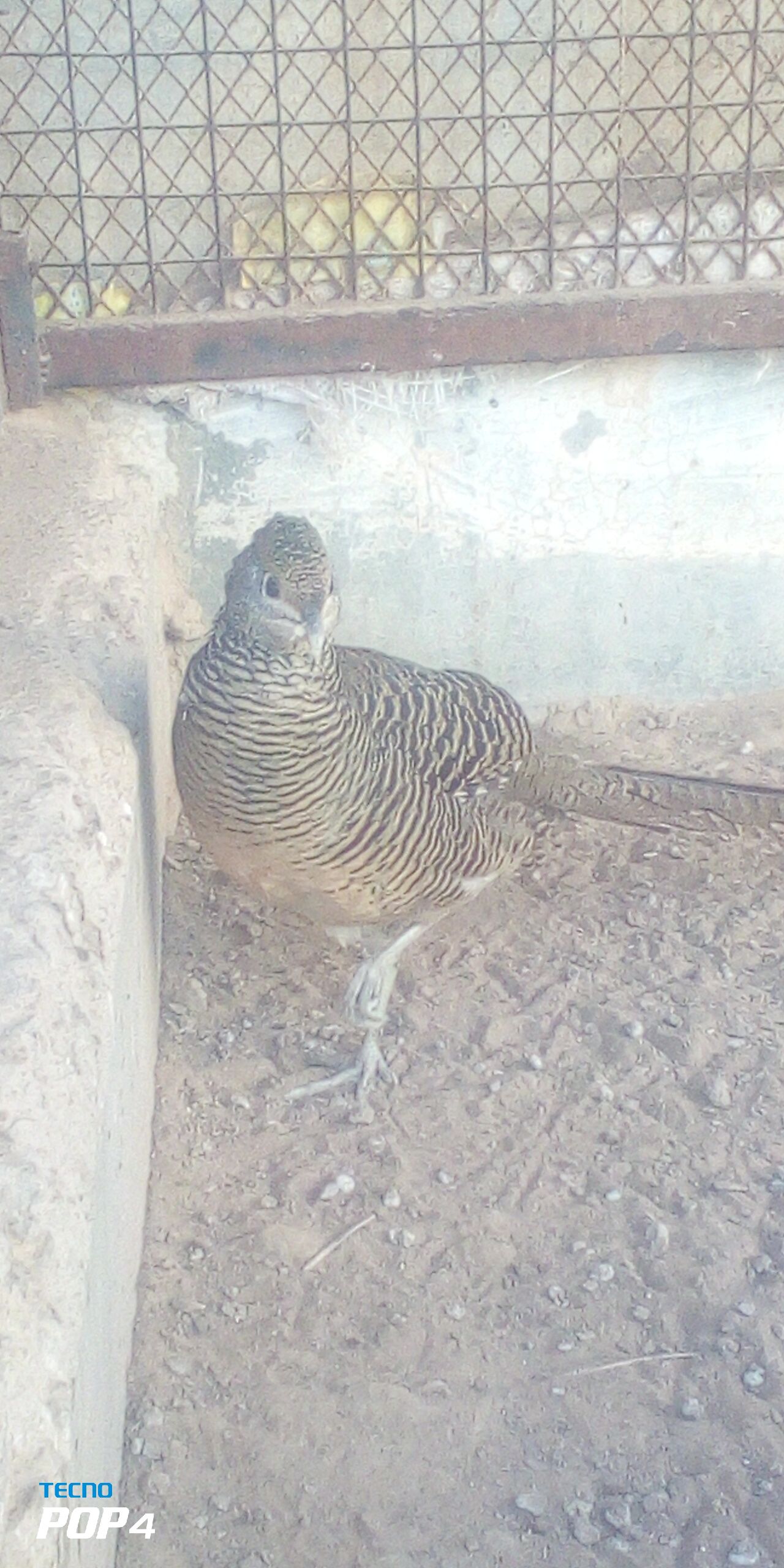 Lady Amherst female