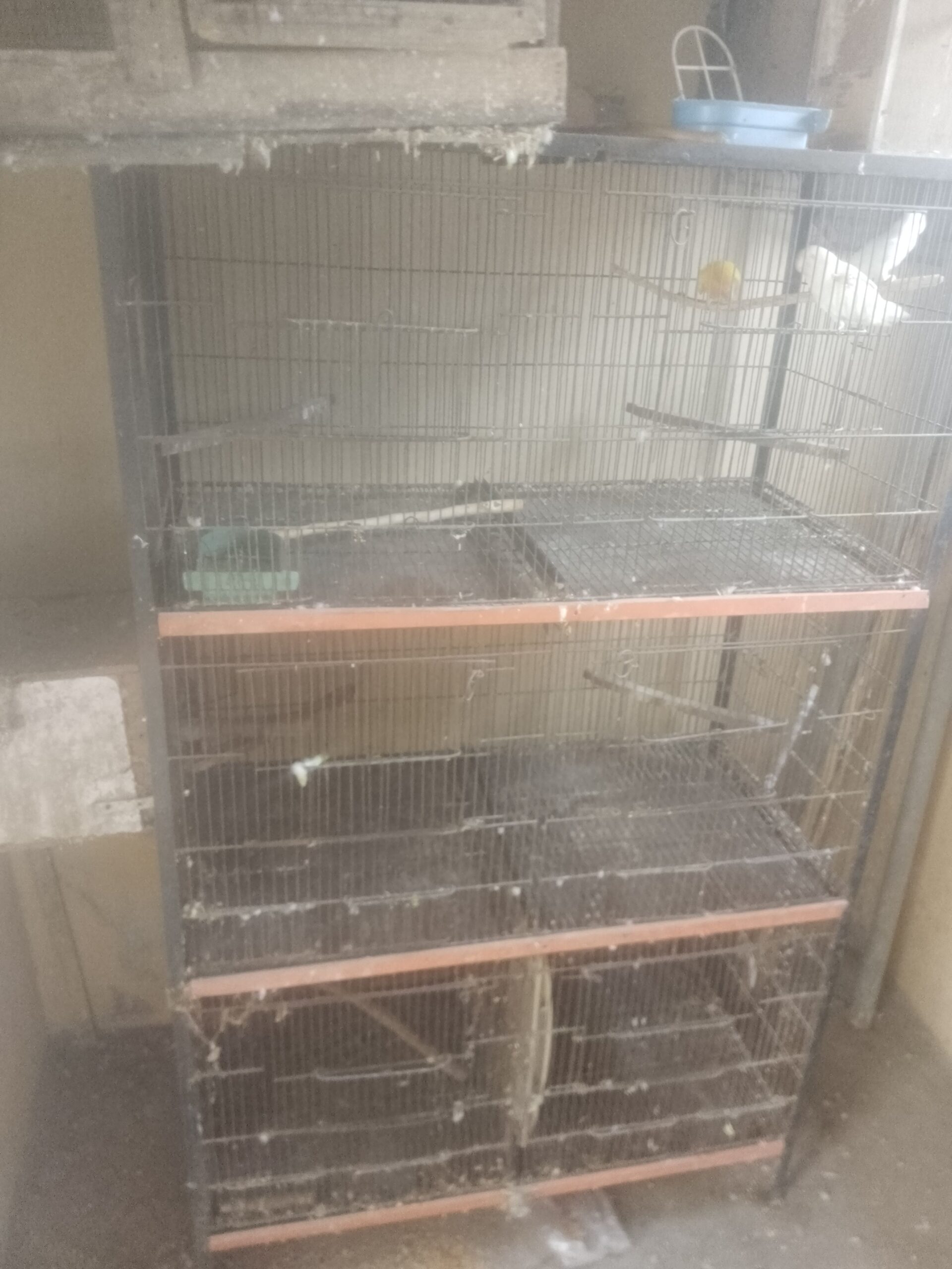Java for sale