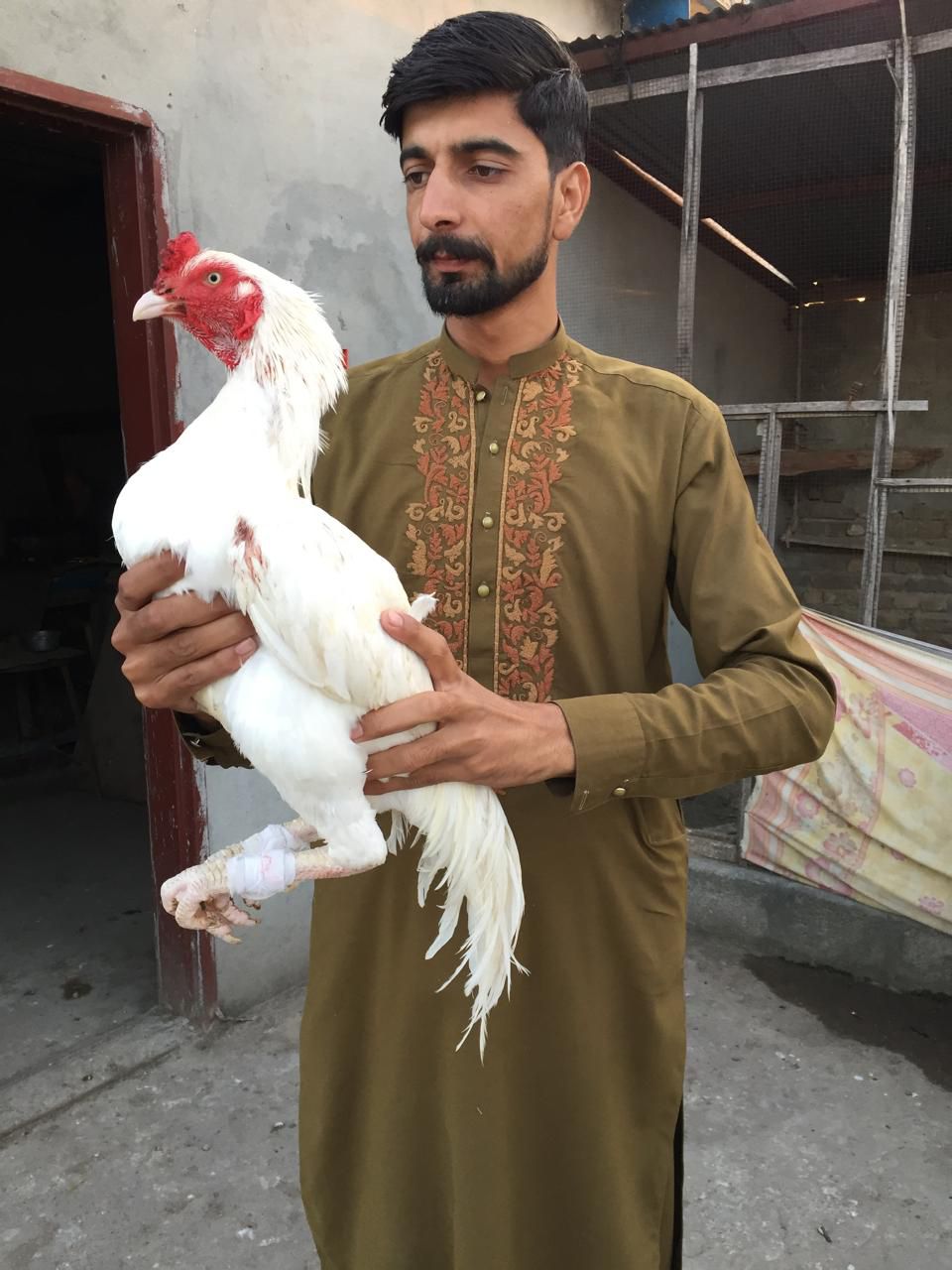 Paper white murga bhoat he mazbot hia