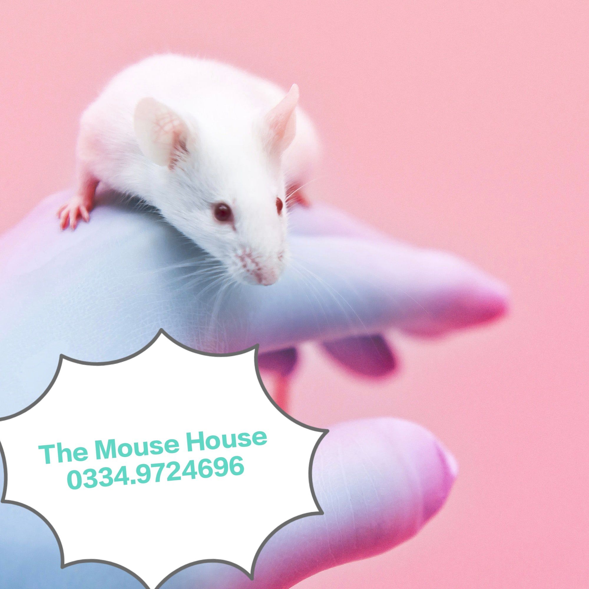 Albino rats & Mice