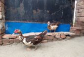 Ducks for sale