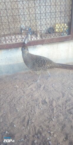 Lady Amherst pheasant female