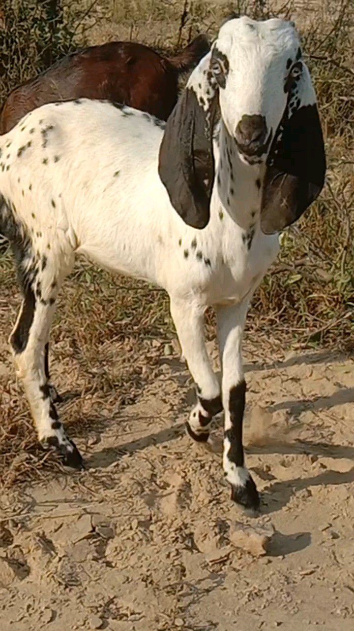 2 path bakri for sale nagra cross