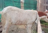 Pure Desi Nagra Bakra