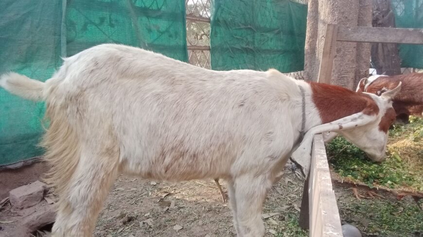 Pure Desi Nagra Bakra