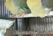 Dove green pigeon pairs Available