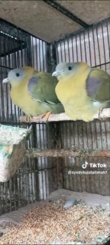 Dove green pigeon pairs Available