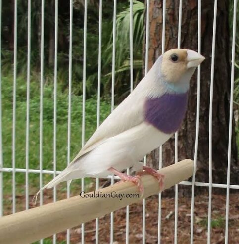 Gouldian finches