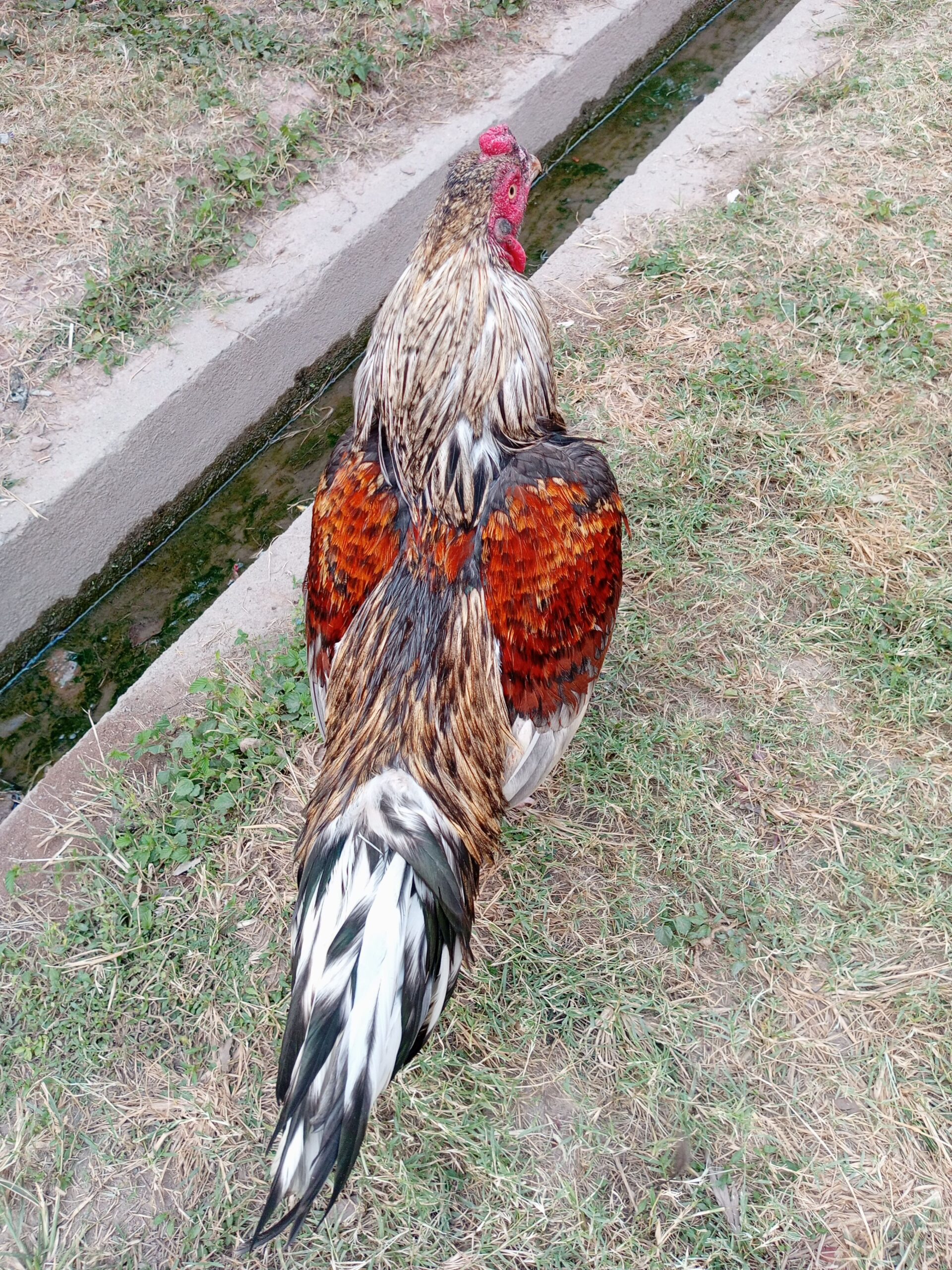 Mianwali Aseel for sale