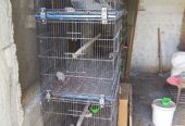 Master Cage 4 Portion for sale