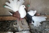 Beautyful fancy Pigeon setup fs rawalpindi 03105007371