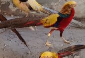 Red golden pheasant