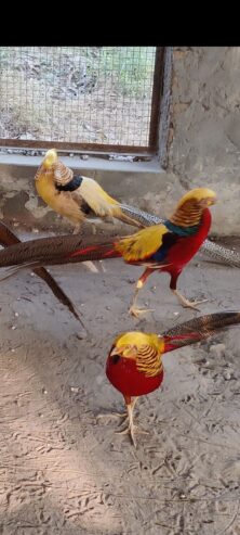 Red golden pheasant