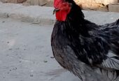 Bantam breeder