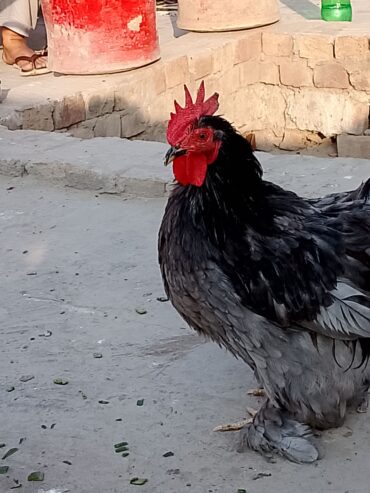 Bantam breeder