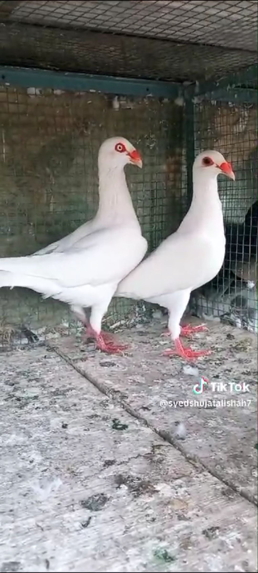 Pigeon Danish pairs breeder Available